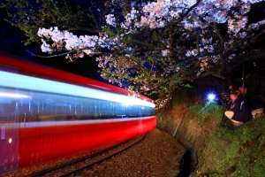 阿里山〜櫻花鐵道情