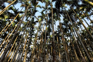 2013 古坑 微風山林 咖啡