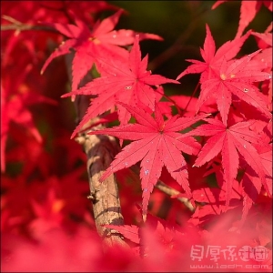 近畿-秋散策紅葉狩全記錄分享[上]