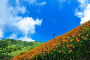 台東金針山忘憂谷