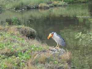 長這麼大，第一次親眼看見觀賞魚被野鳥吞掉。