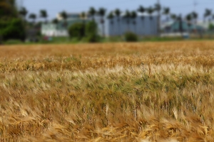 距離不遠來企報到—黃金麥浪，麥走~~
