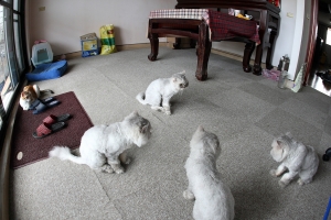 數位黑卡交作業-開轟趴