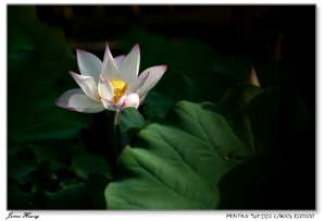 『柔觸』『荷殤』和其它。20090522至德園