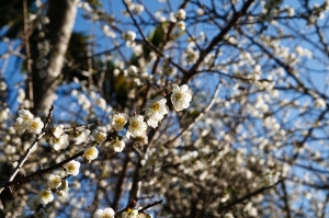 信義鄉  冬梅  ~~