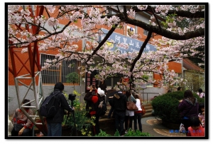 阿里山-櫻花之旅