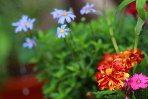 雨花