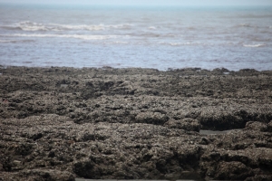 *****大園初拍鳥*****