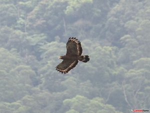 55-250mm追鷹