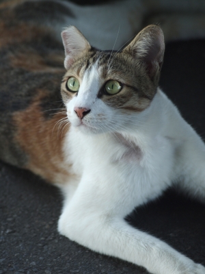 一起墜入E-P1的深淵巴（淡水貓篇）