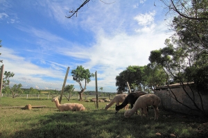 人氣超夯的.....草泥馬 @天馬牧場