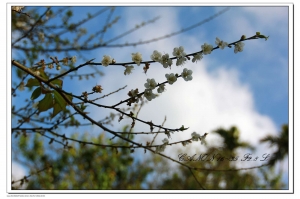 台南梅嶺~梅花香