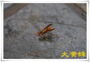 變形金剛之大黃蜂