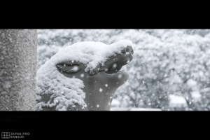 京都雪景系列 - 很冷的護王神社 -