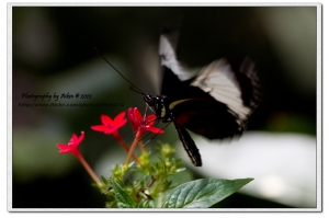 MGM Butterfly Pavilion