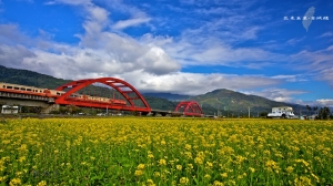 油麻菜花望客城--池上客城橋