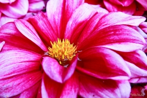 美麗大地 - 清境農場 [圖多毒甚入]