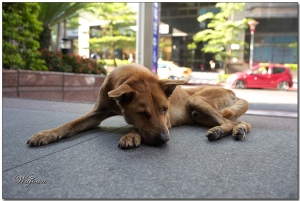 神犬哈吉(小八)