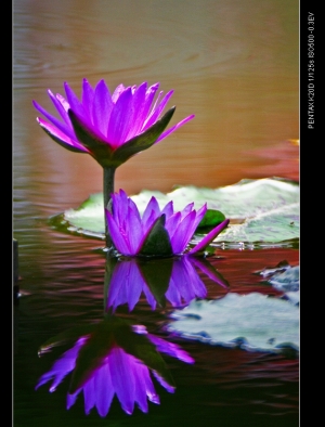 彩蓮繪。K20D與五百反的終曲