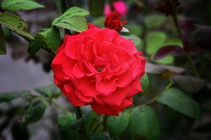 玫瑰玫瑰我愛你 - 雜工