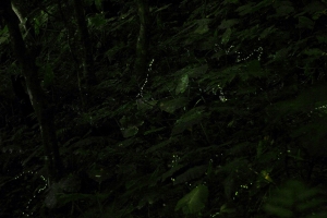 和美綠光小精靈