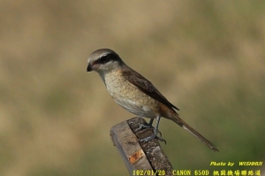 機場聯絡道的嬌客 (小小白is攝)