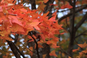 2009-12-29慈湖楓紅冬梅