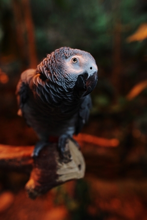 非洲灰鸚鵡 - 綠世界