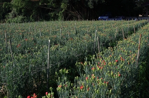 溫馨的花朵－康乃馨