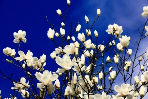 來點不一樣的陽明山的木蓮樹！