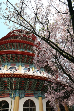 2011-3-13 淡水天元宮。櫻花