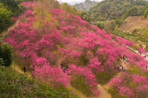 大坑濁水巷櫻花林