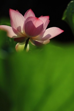 ☆9月荷☆～至德園