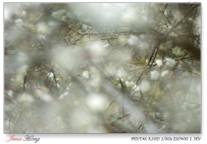 繽紛石門之梅楓二葉松。20100102石門水庫