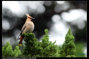 EF 400mm F5.6-稀有迷鳥黃連雀