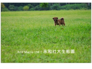 R O Y Macro 1 9 8 │ 永 和 社 大 生 態 園