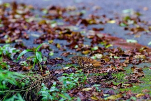 稀有留鳥-謎樣小虎鶇