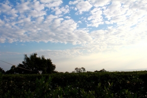 陽光．夕陽．夜景．還有女王！！！