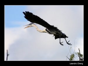 黑冠白頸鷺 - 蜻蜓 - 肉垂水雉