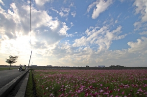 下班後  公司附近的花田