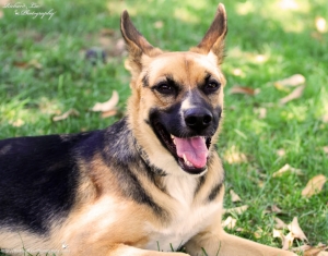 相機日記102： West End 動物收容所 2013年月曆拍攝