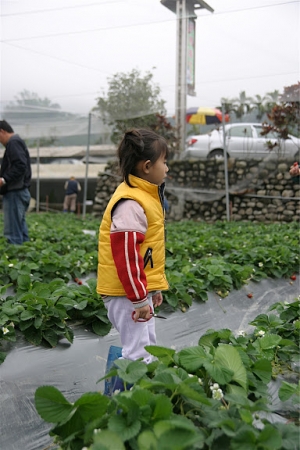 這個是國姓鄉的草莓園
