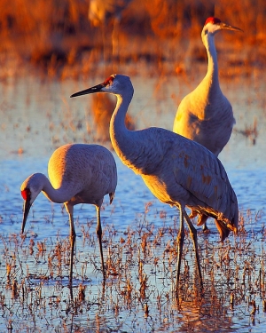 Sandhill Crane (沙丘鶴)