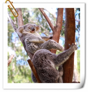 無尾熊~超卡哇依