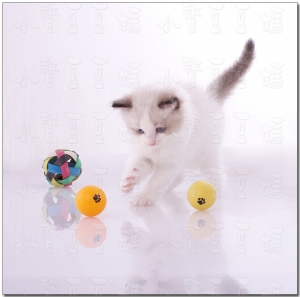 世界杯足球賽之小貓隊