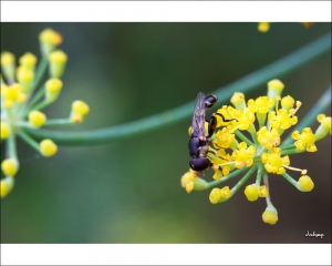 ::: Little Insects 小蟲蟲 by DV :::