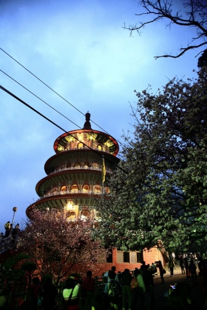 帶小孩去天元宮看櫻花