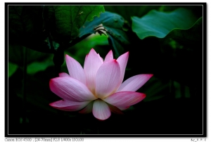 吾本無名，道出自"蓮"