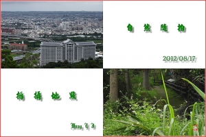 台中Wang~~自然隨拍……北埔櫛大蚊……