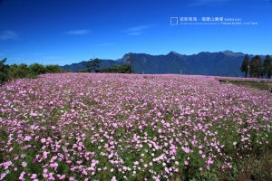 @波斯菊旅行．福壽山農場